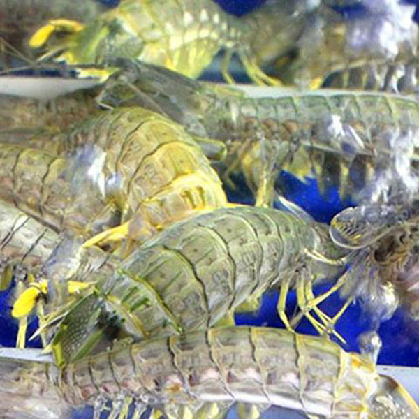 Tôm tít (Bề Bề) sống